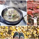 서우전통국밥 | 전남 보성 여행 먹거리 단풍구경 등 11월 가을 여행지 추천