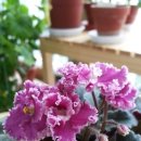 바이올렛 이미지