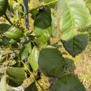 정읍농장 이미지