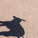 피피도그 이미지