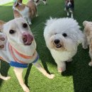 도기야드 이미지