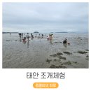 씨유태안몽산포행운점 | 비 오는 날 아이랑 태안 조개캐기체험 (ft. 청포대해수욕장)