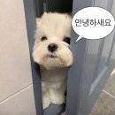 사상구푸드마켓 | 부산) 사상 보람푸드 베이킹 재료/베이킹도구 구매