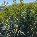 일심2로 R 이미지