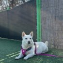 플레이하운드 이미지