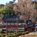 능주향교 은행나무 이미지