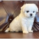 행복한강아지 이미지