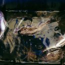 황금좌대 이미지