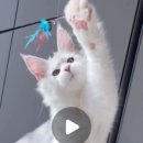 BEBECOON 이미지