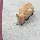 고기써는놈신기점