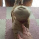 T라인 | [티파니앤코 목걸이] 티파니T 라인 마더 오브 펄 구매 후기(feat. 결혼선물, 프로포즈선물, 구매 팁)