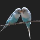 ﻿경쾌한 잉카음악 연속듣기 이미지