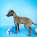 동양애견 강아지분양 고양이분양 이미지