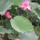 곡성-009 Daum카페