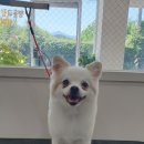 해피독쌤 이미지