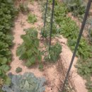 고읍농장 이미지