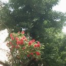 디카플러스 | 토이카메라 현상 후기