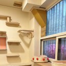 페페로미아 | 페페로미아 에서 경험한 프라이빗 수원고양이미용 후기