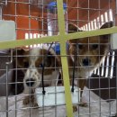 제시카 켄넬 이미지