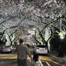 동대신 삼익아파트 | 부산벚꽃 명소🌸동대신동 삼익비치 후기와 연제구 고분축제 솔직후기