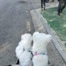 행복하개 애견샵 이미지