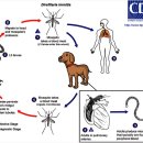 미사마이펫동물병원 이미지