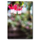 후크시아(Fuchsia) 이미지