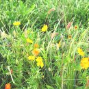 푸른잔디 이미지