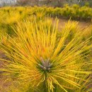 황금소나무농원 이미지