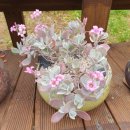 롤링파스타 원주단계점 | [강원도 원주] 동심이 피어나는 곳 동화마을 수목원, 롤링 파스타