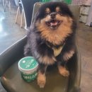 마이쏠펫 이미지