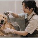 그루머연 네이버블로그