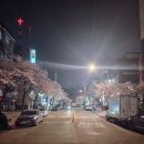 삼작로256번길 전역(북고·도당고 사이 큰길) | 부천도당고 부천북고 사이 벚꽃길 동네 숨은벚꽃명소