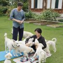 국회의원 김의겸의 3망 & 참으로 몹쓸 견주(犬主) & 풍산개의 독백.. “우리를 셀럽 ‘재인’과 ‘정 이미지