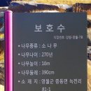 영월 솔고개 소나무 전경(강원도 영월군) 이미지