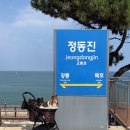 나의 반려견 | 반려견과 기차타고 정동진 여행 &amp; 애견동반 카페 ‘나의 하루’ 후기