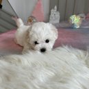 구멍가게애견센터 이미지