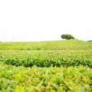 서광서리 이미지