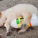 개팔자 상팔자 이미지