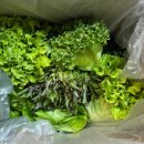 오채 | 비오채 무농약 샐러드 채소 후기｜다이어트 집밥으로 유로피안샐러드 한 박스 제대로 즐기기