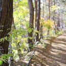 아랫대티 숲 이미지