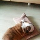 우리집막내 이미지