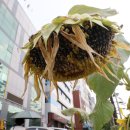 해바라기가맥 이미지