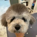 퍼피블랑 이미지