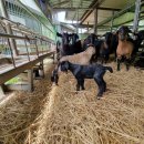 아벨농장 이미지