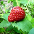 酒 사발 이미지