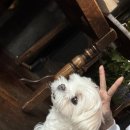 띵동 이미지