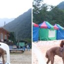 매일민박야영장 이미지