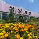 삼일농원 이미지