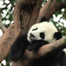 팬더 - 수원시 권선구 세권로 216 | 팬더